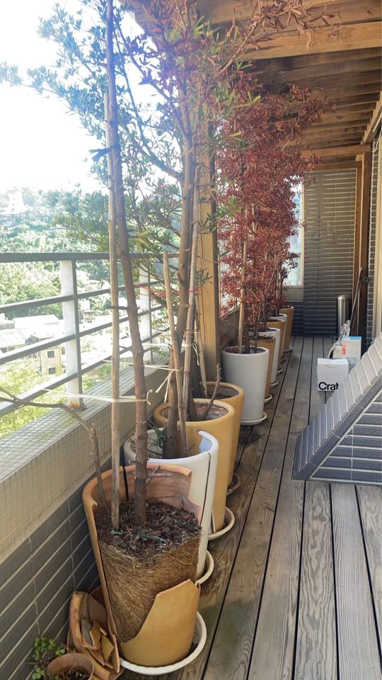 園藝維護案件圖片