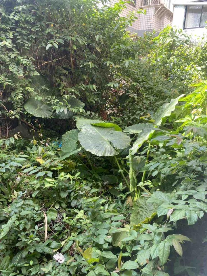 園藝維護案件圖片