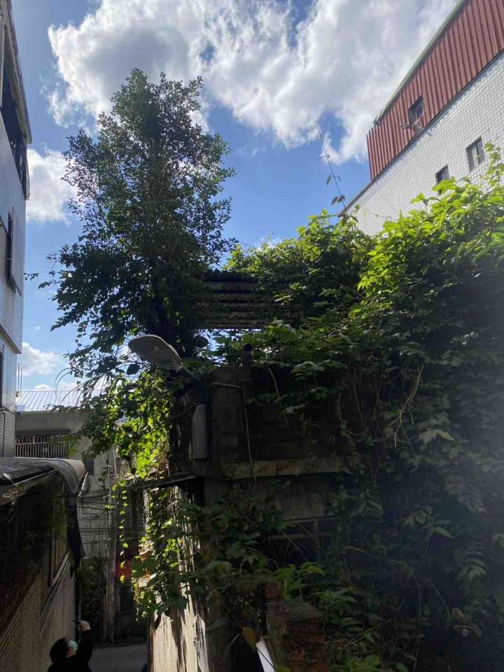 園藝維護案件圖片