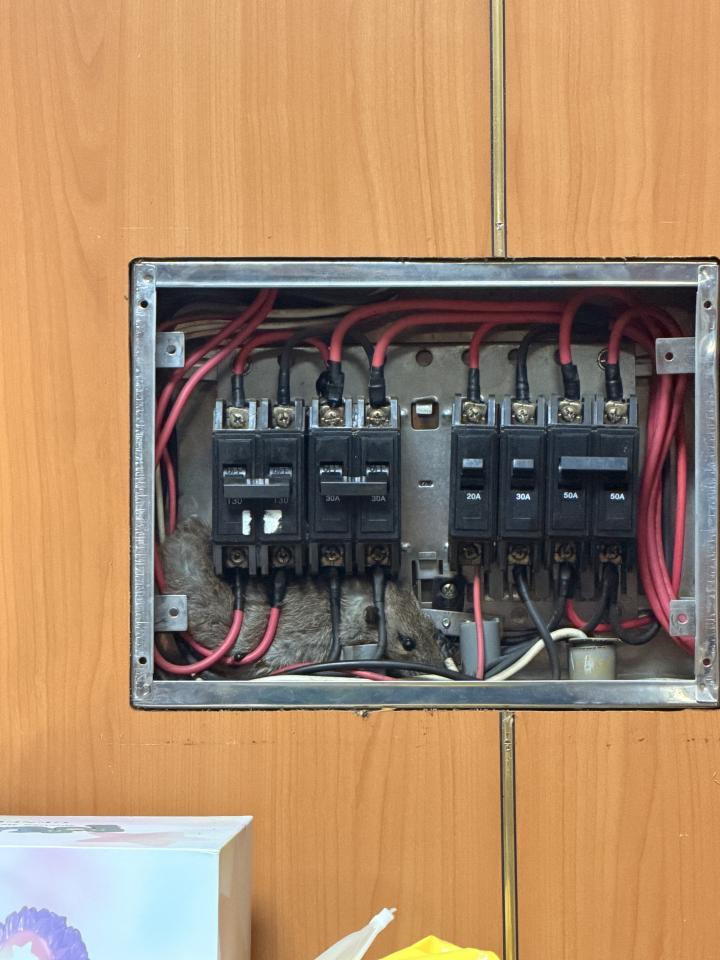 電線裝修案件圖片