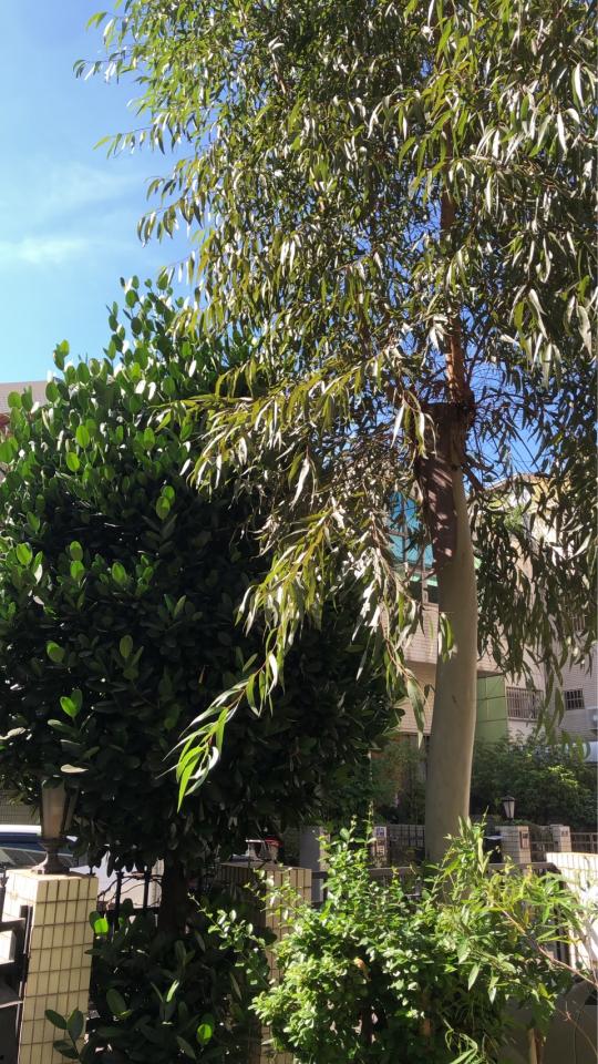 園藝維護案件圖片