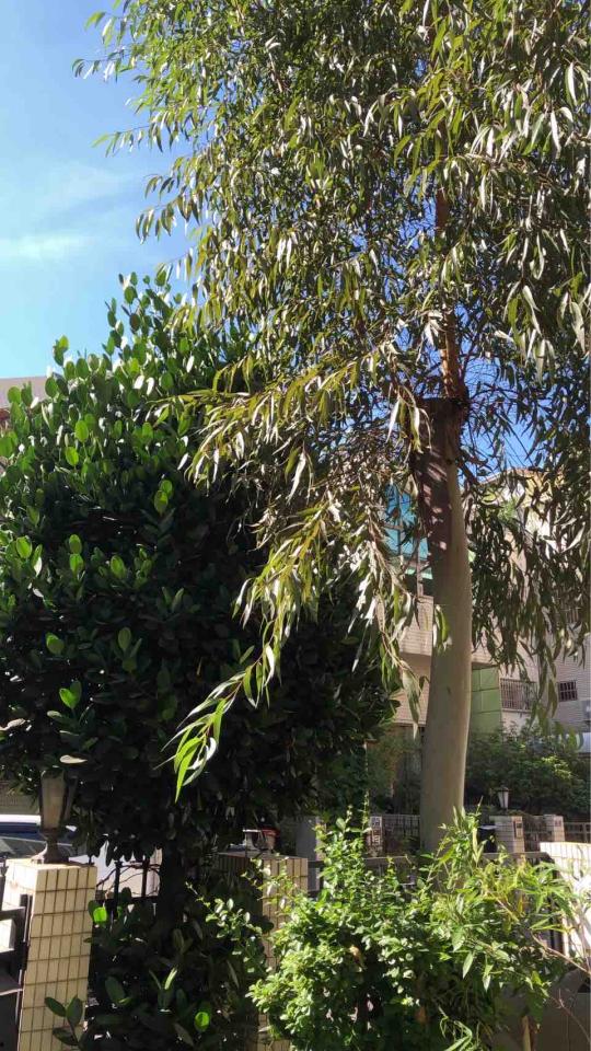 園藝維護案件圖片