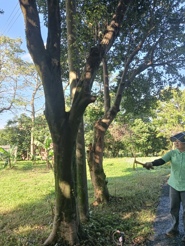 園藝維護案件圖片