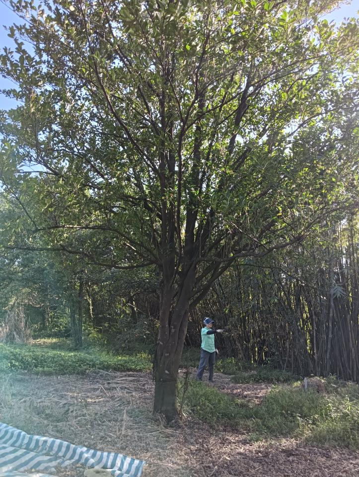 園藝維護案件圖片