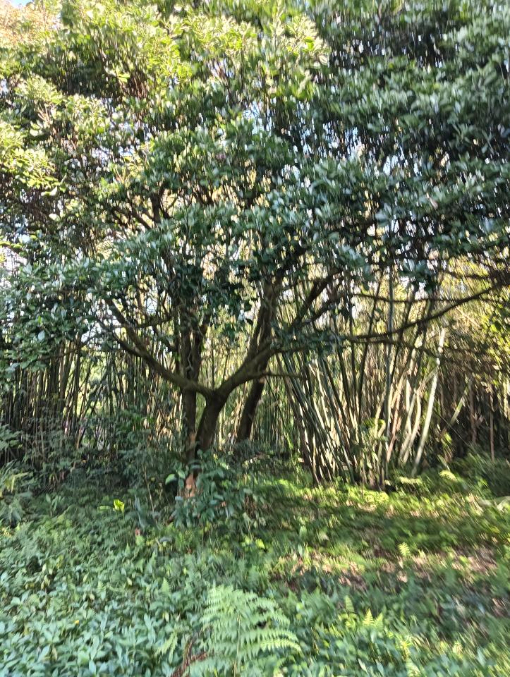 園藝維護案件圖片