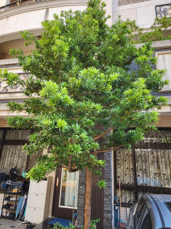 園藝維護案件圖片