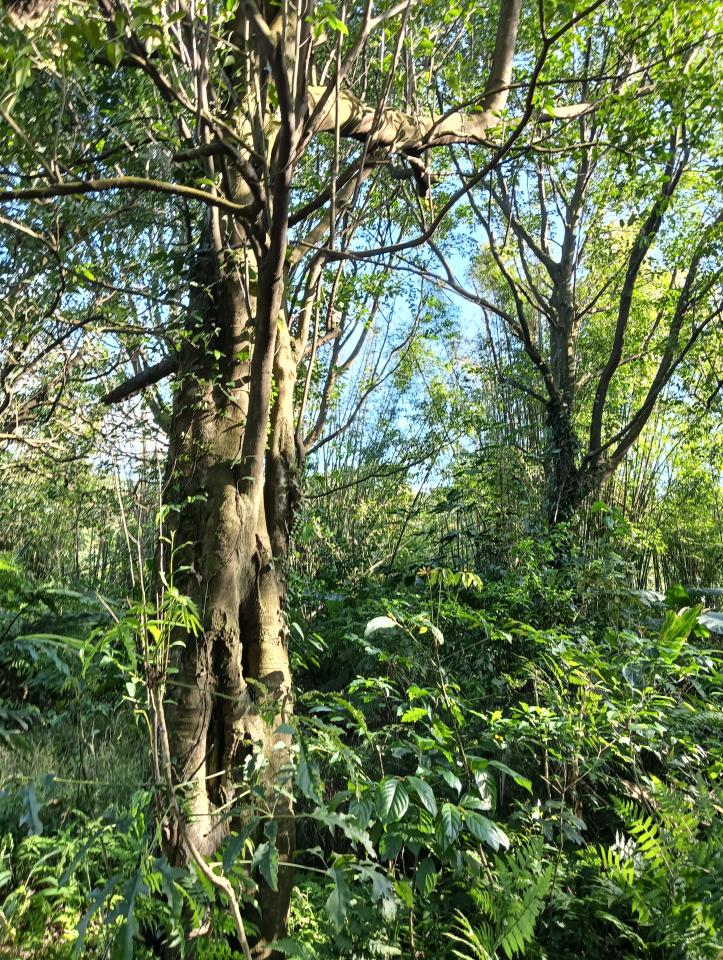 園藝維護案件圖片