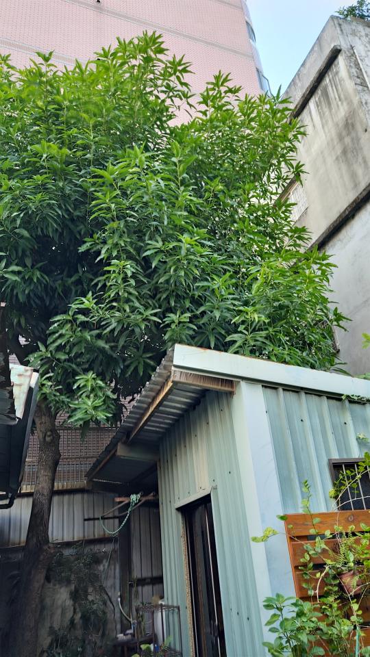 園藝維護案件圖片