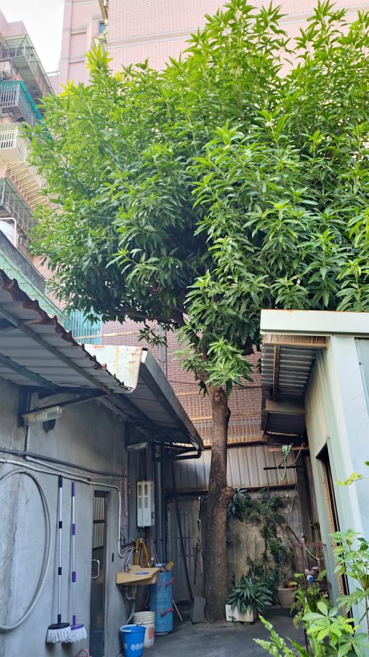 園藝維護案件圖片