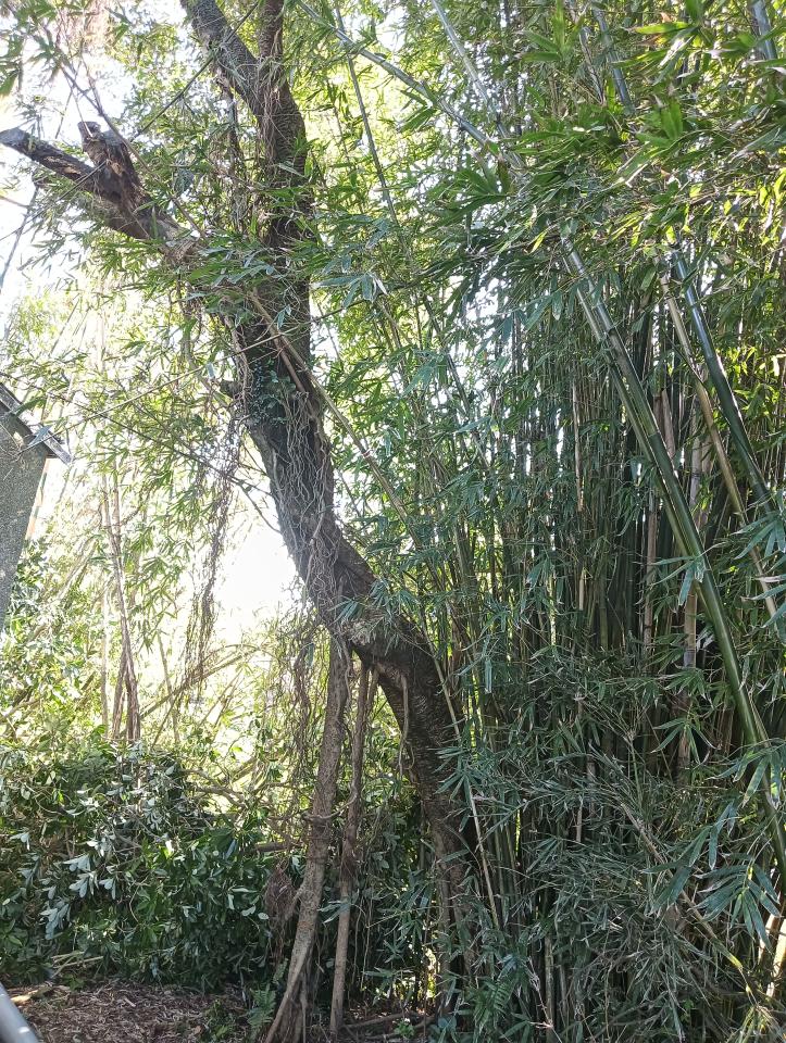 園藝維護案件圖片