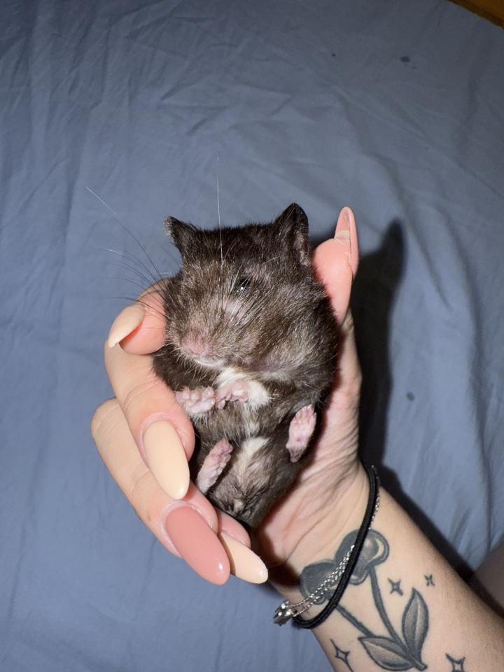 標本製作案件圖片