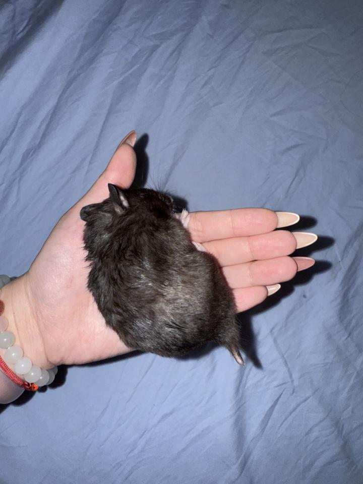 標本製作案件圖片