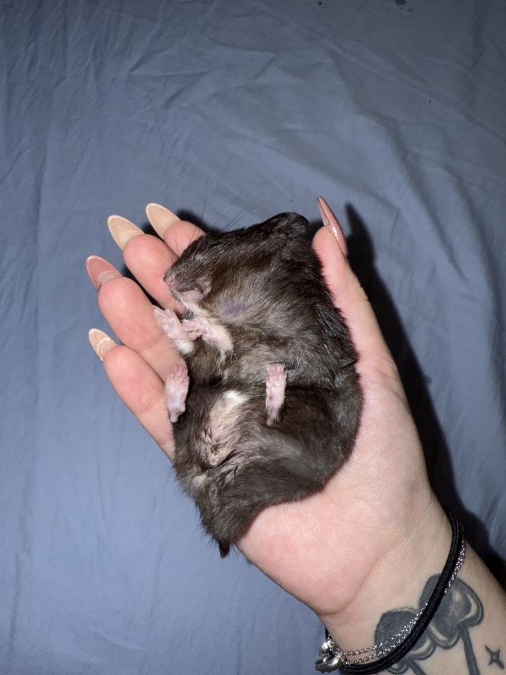 標本製作案件圖片