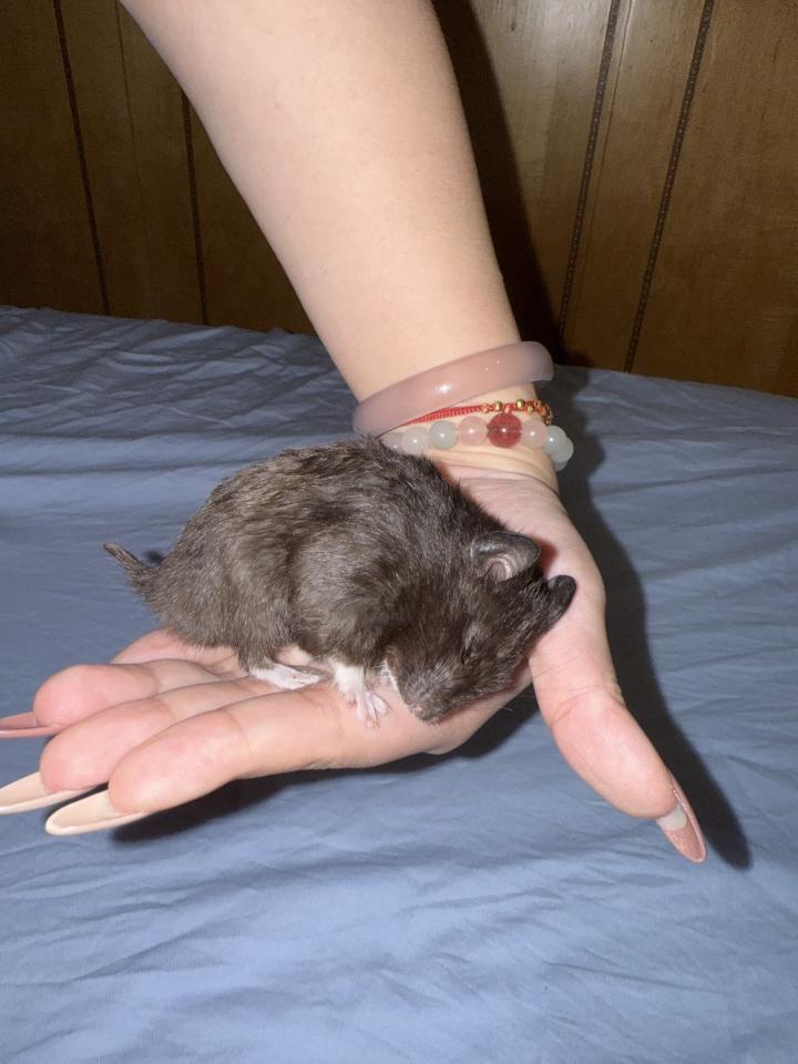 標本製作案件圖片