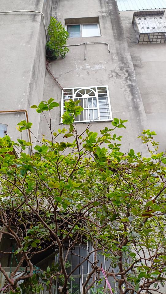 園藝維護案件圖片