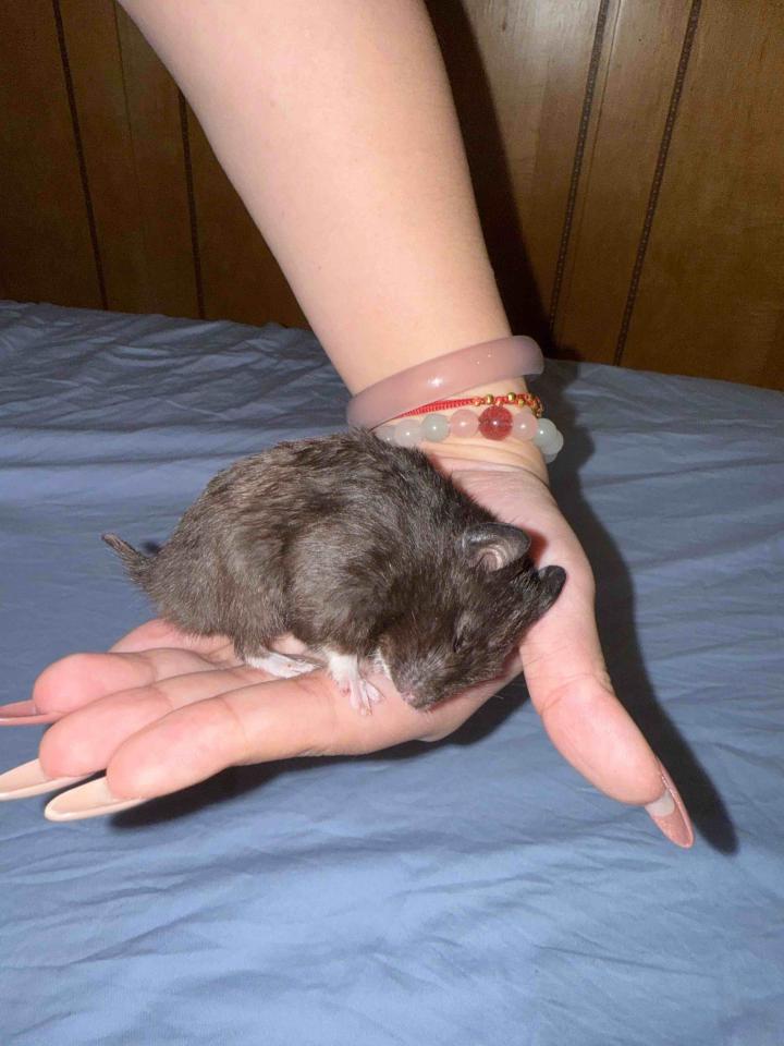 標本製作案件圖片