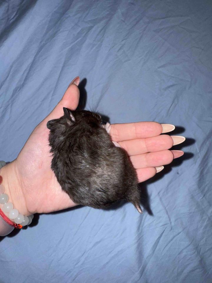 標本製作案件圖片