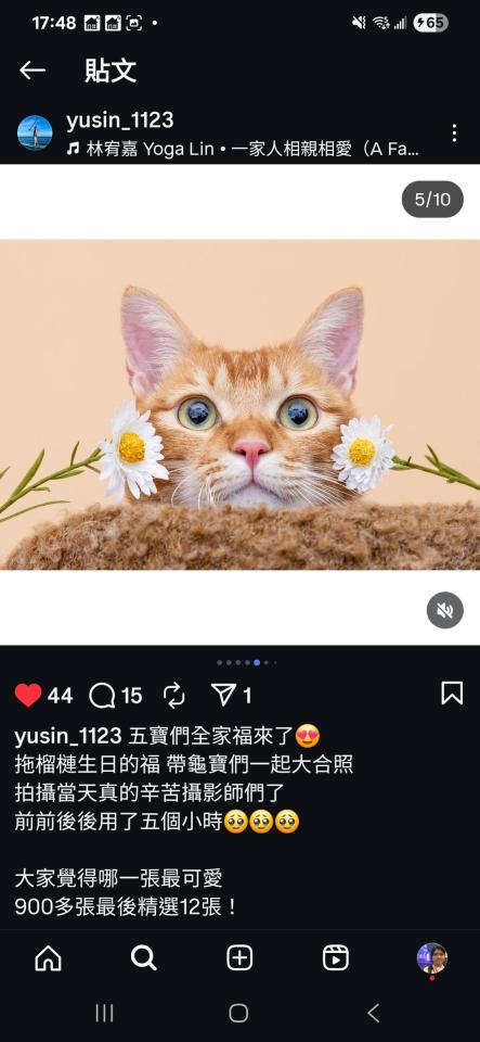 寵物攝影案件圖片