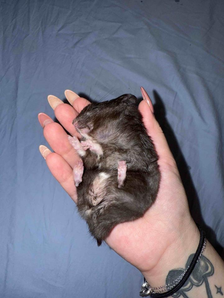 標本製作案件圖片