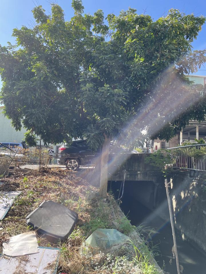 園藝維護案件圖片