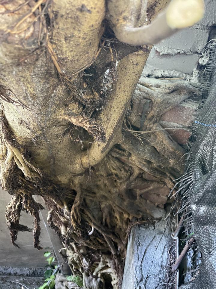 園藝維護案件圖片