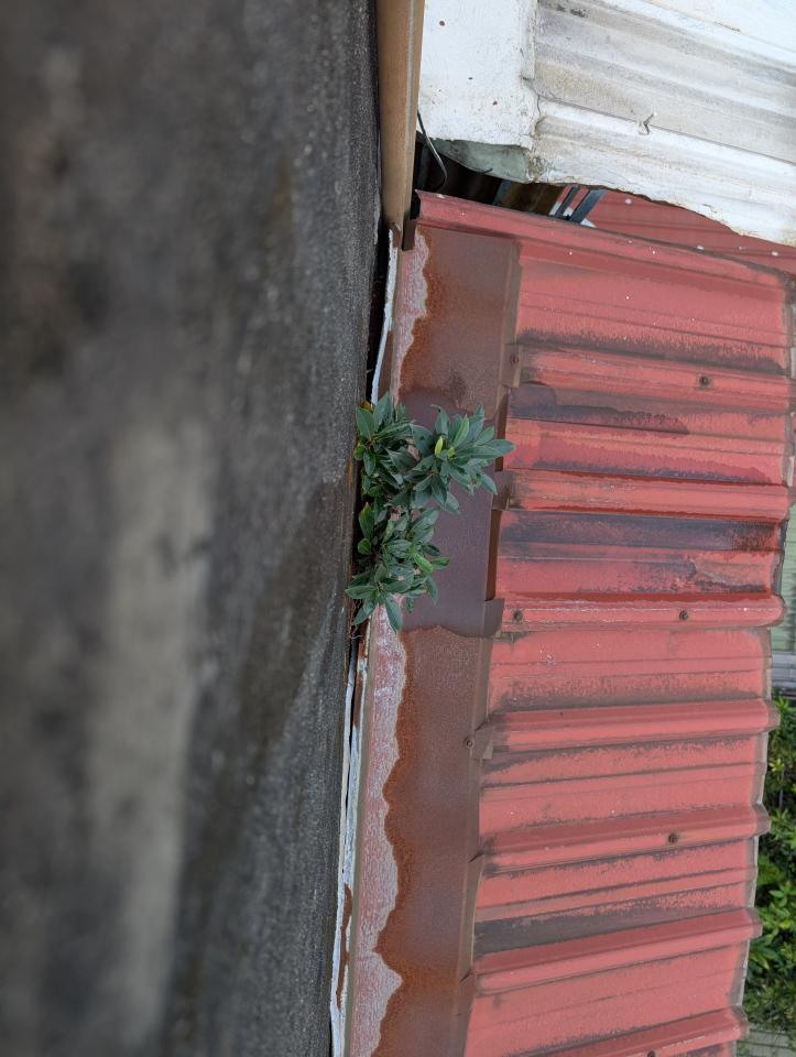 園藝維護案件圖片