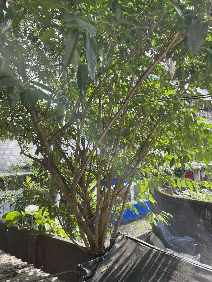 園藝維護案件圖片