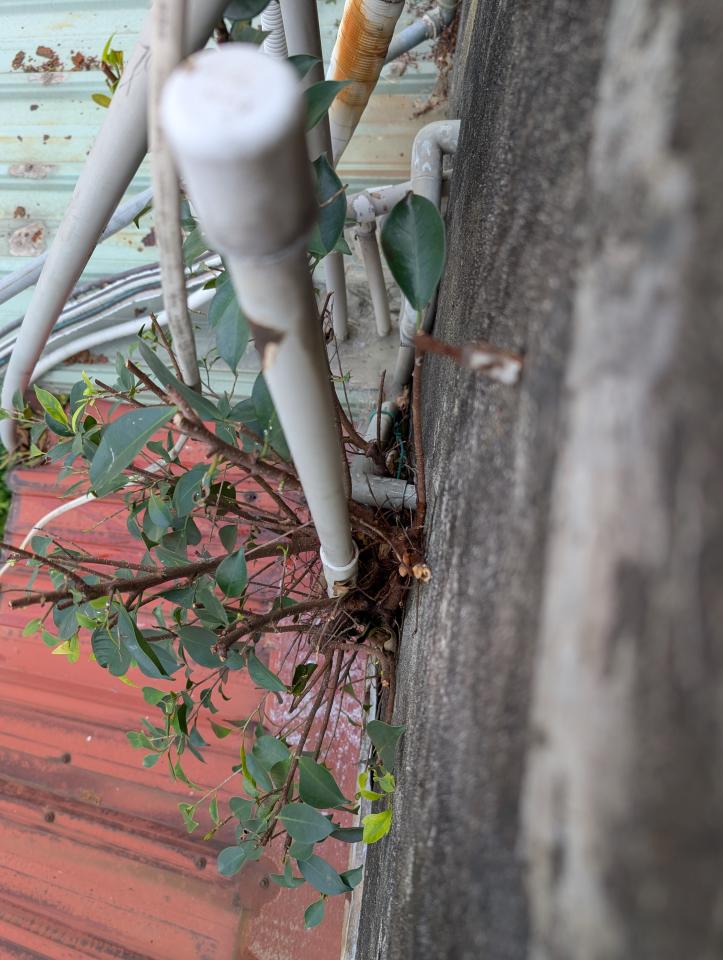 園藝維護案件圖片