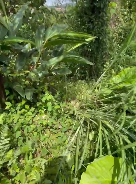 園藝維護案件圖片