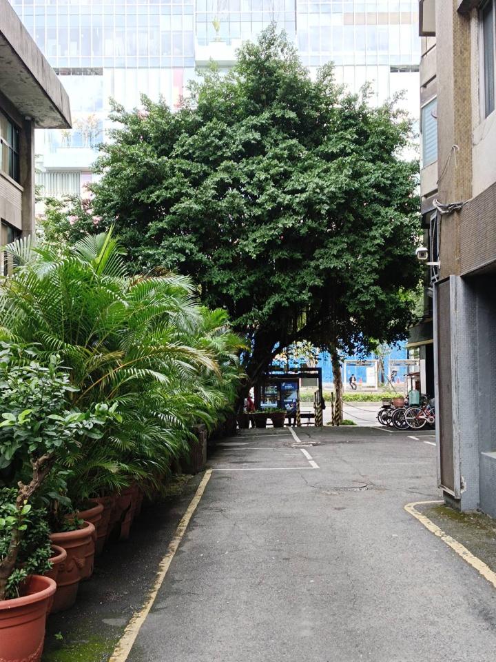 園藝維護案件圖片