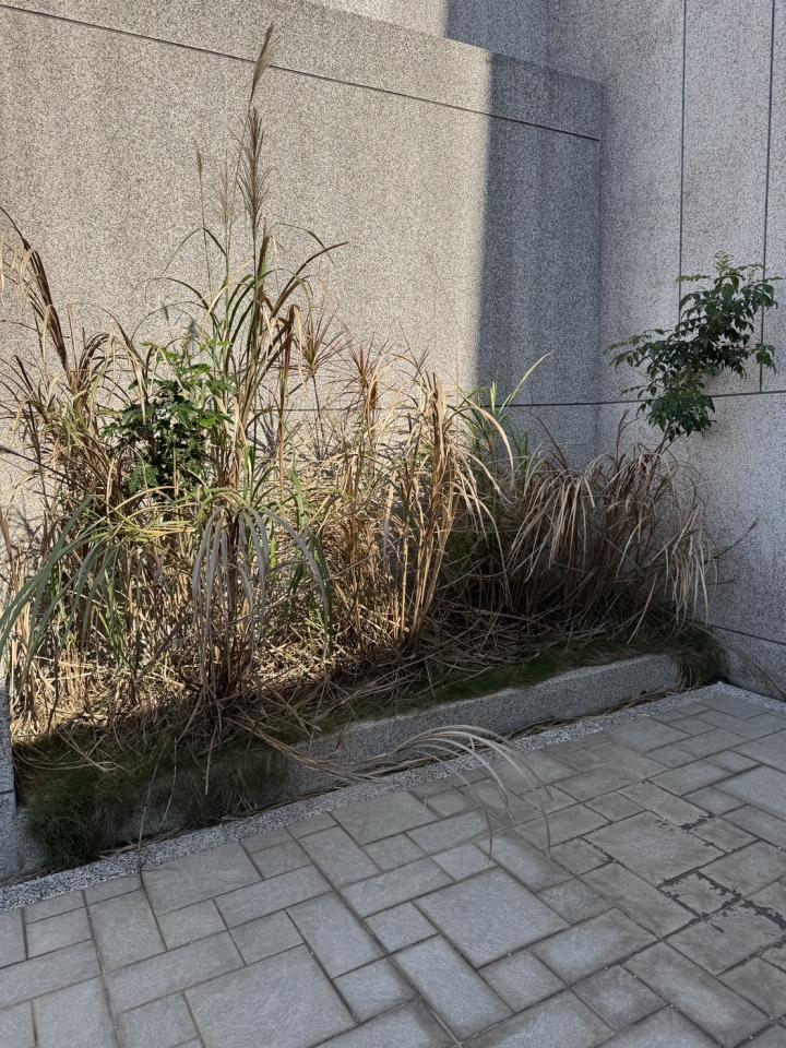 園藝設計案件圖片