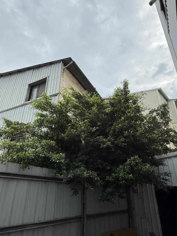 園藝維護案件圖片