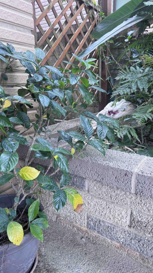 泥作/水泥施工案件圖片