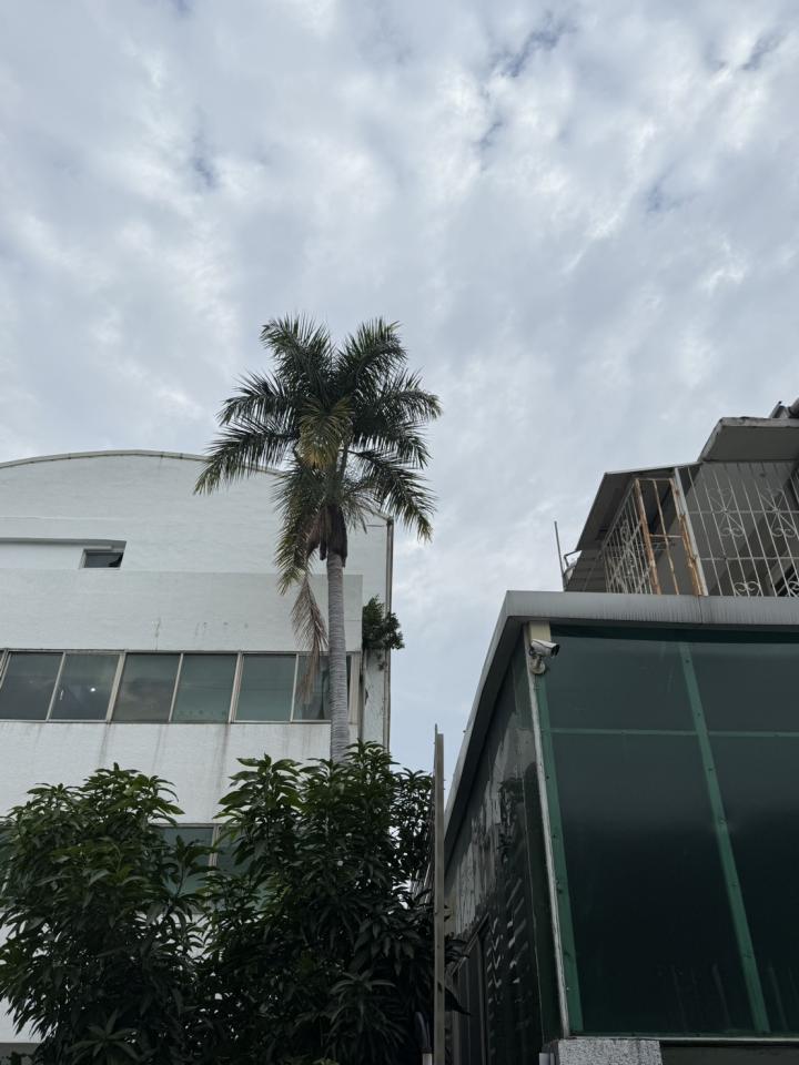 園藝維護案件圖片