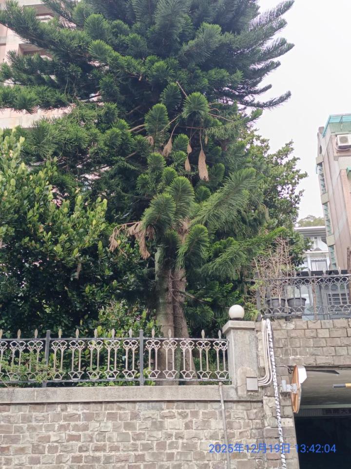 園藝維護案件圖片