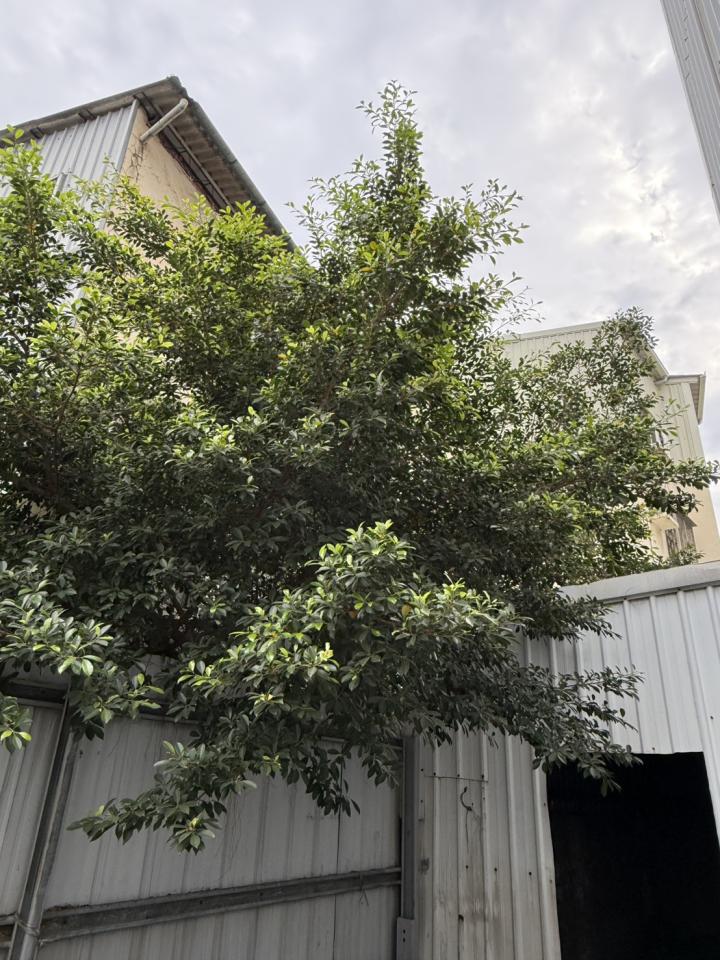 園藝維護案件圖片