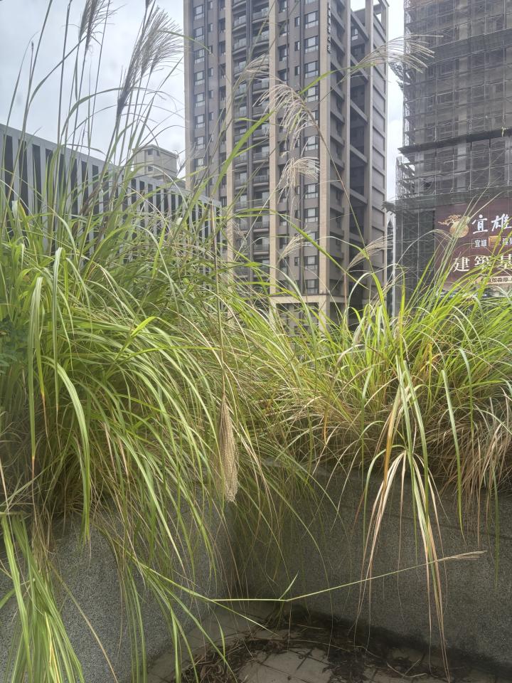 園藝維護案件圖片