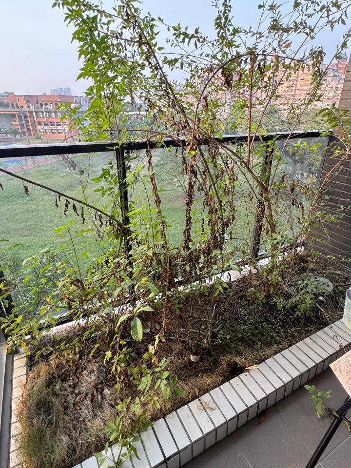 園藝維護案件圖片