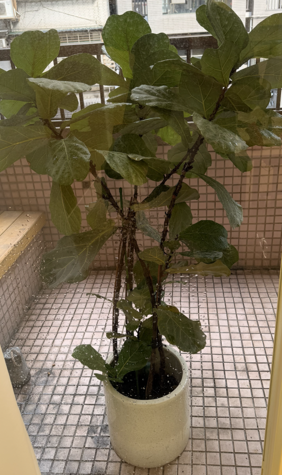 園藝維護案件圖片