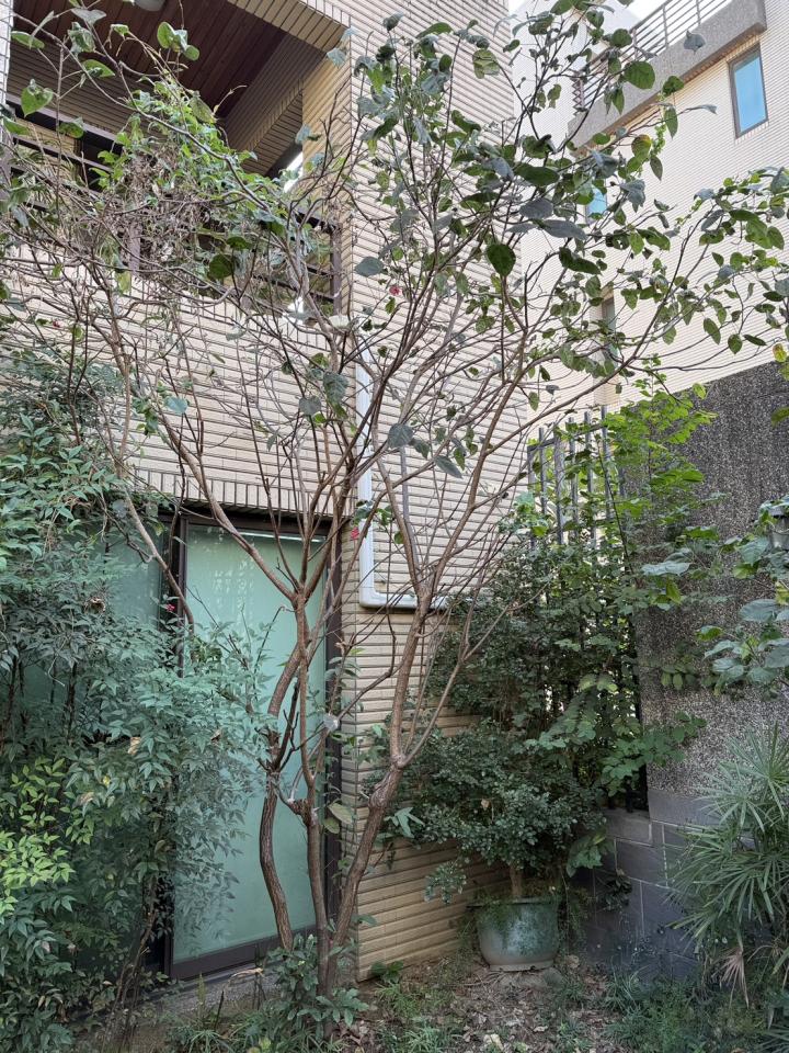 園藝維護案件圖片