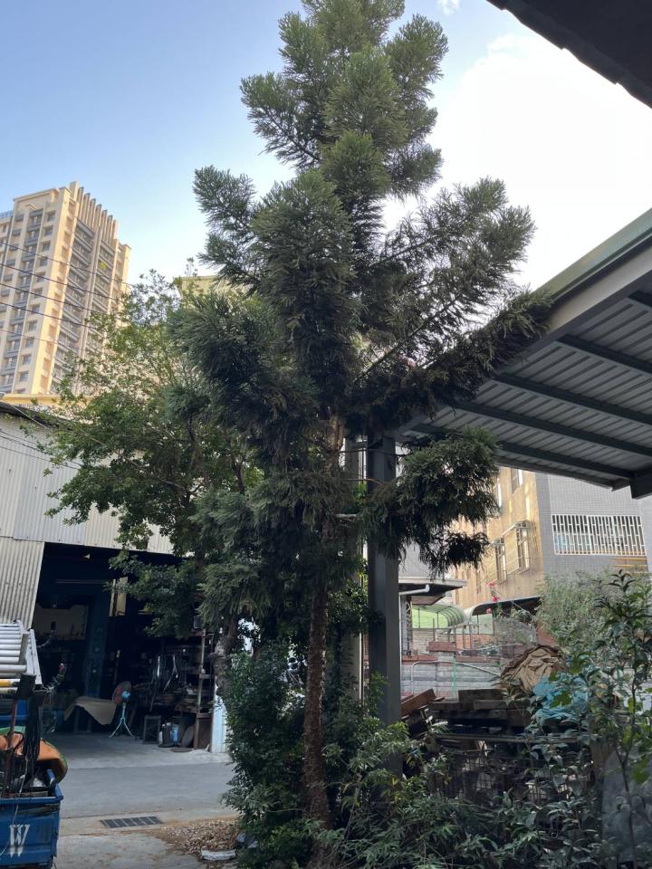 園藝維護案件圖片