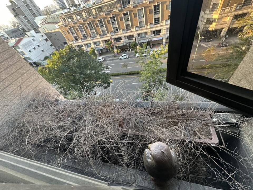 園藝維護案件圖片