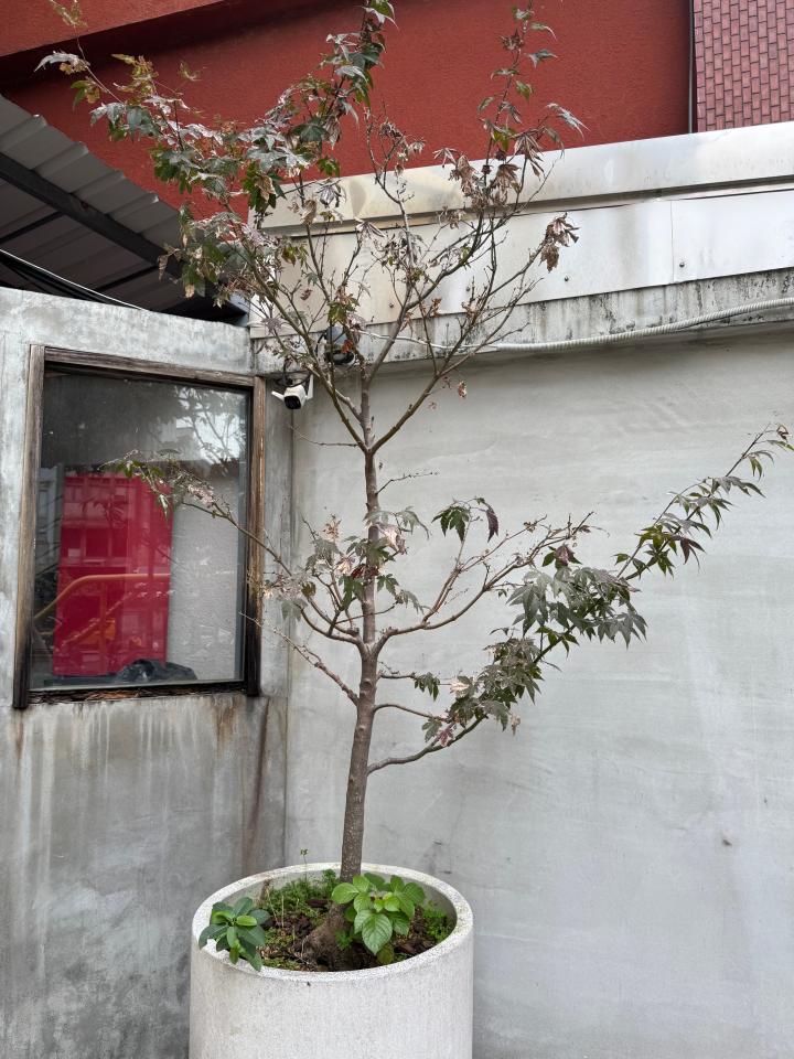 植物診療師案件圖片