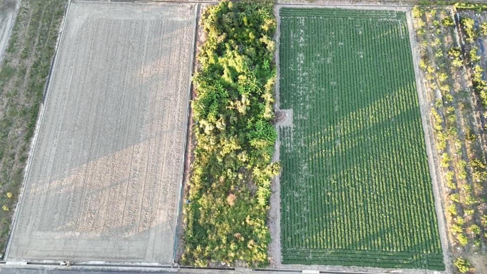 園藝維護案件圖片