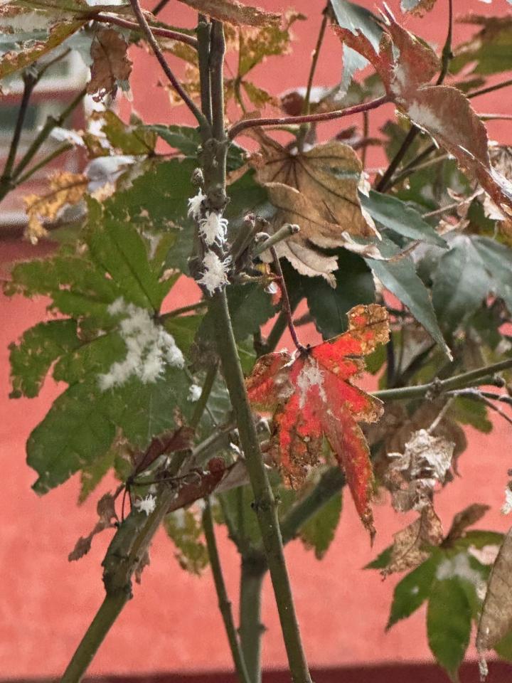 植物診療師案件圖片