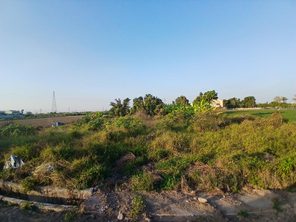 園藝維護案件圖片