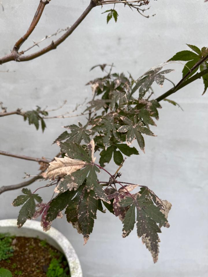 植物診療師案件圖片