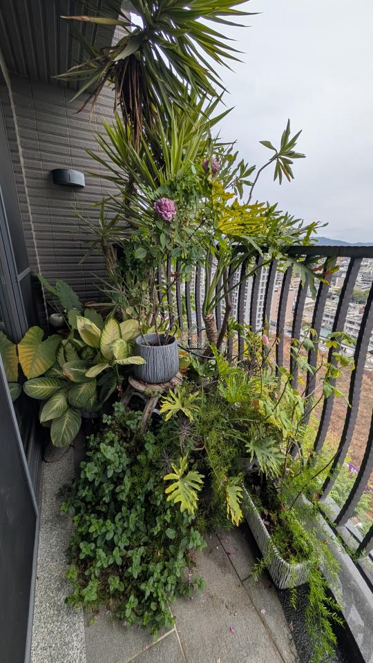 園藝維護案件圖片