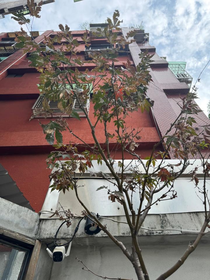 植物診療師案件圖片