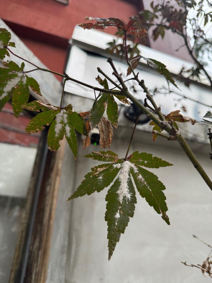 植物診療師案件圖片